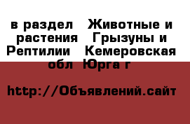  в раздел : Животные и растения » Грызуны и Рептилии . Кемеровская обл.,Юрга г.